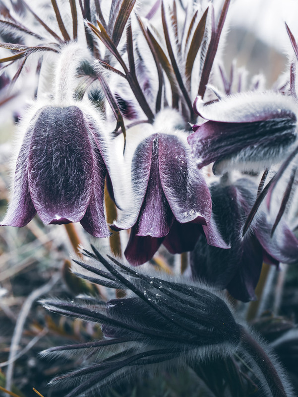 Фотографія Макро / Eugene Vik / photographers.ua