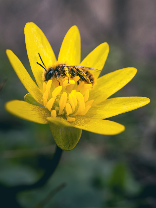Фотографія Макро / Eugene Vik / photographers.ua