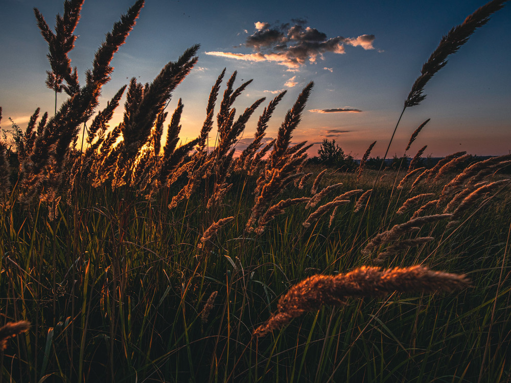 Фотографія В вечірніх променях сонця / Eugene Vik / photographers.ua