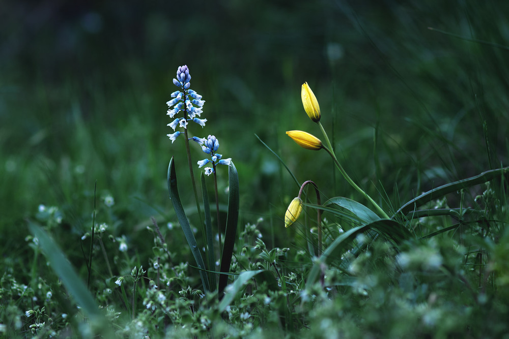 Фотографія Весняні кольори / Eugene Vik / photographers.ua