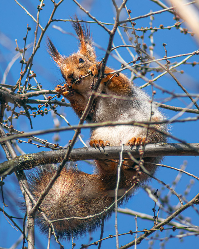 Фотографія Животные / Eugene Vik / photographers.ua