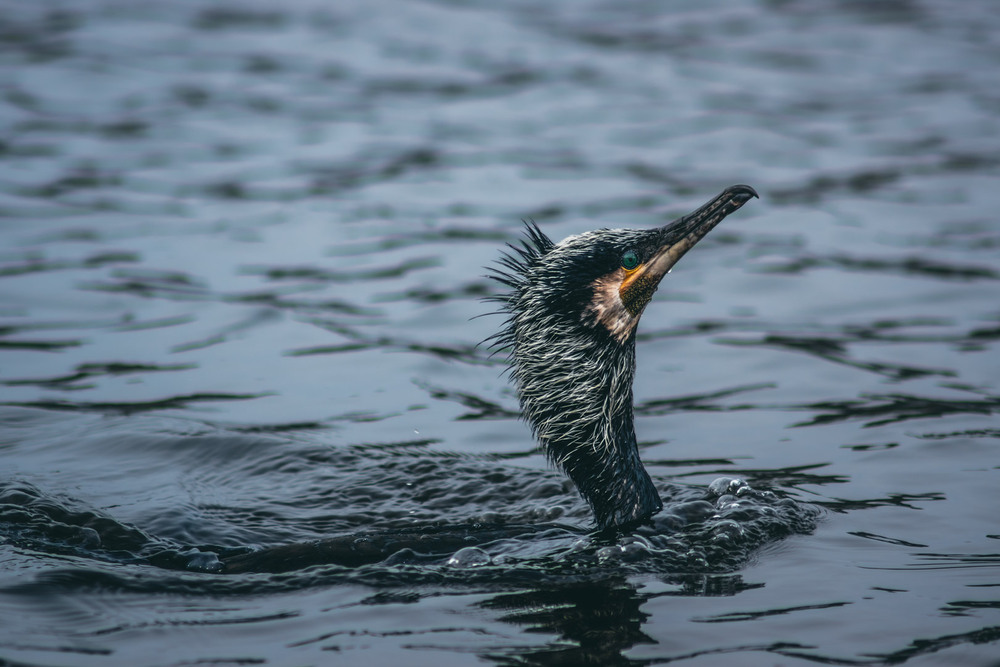 Фотографія Животные / Eugene Vik / photographers.ua