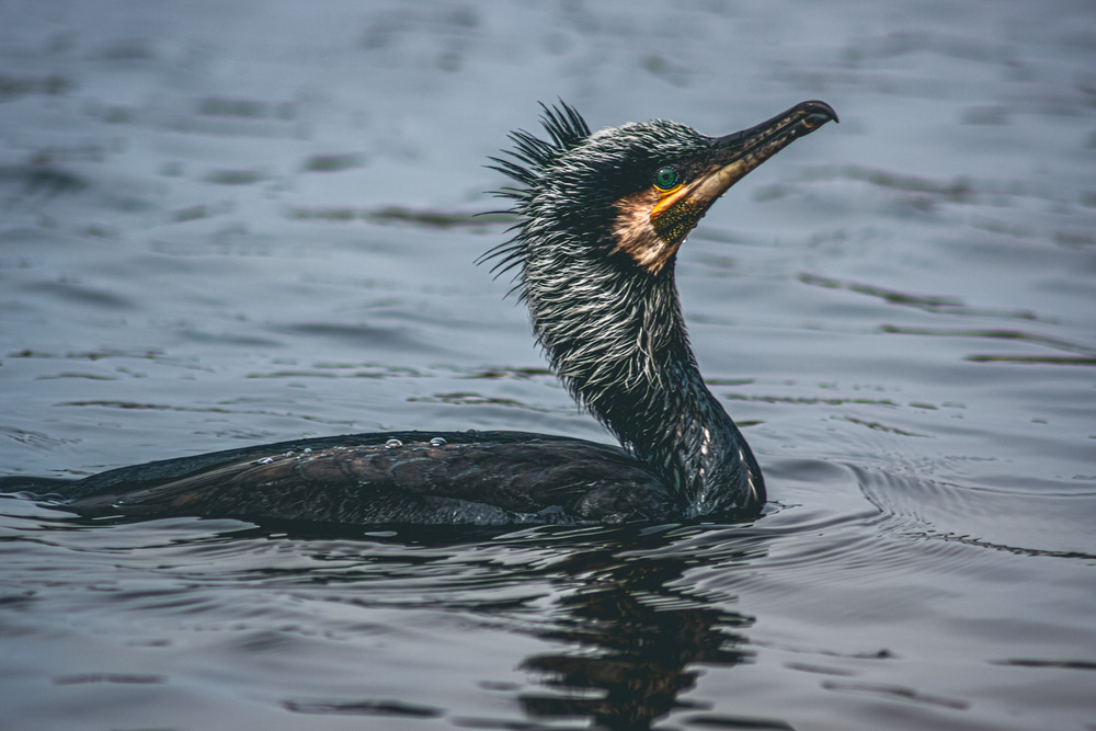 Фотографія Животные / Eugene Vik / photographers.ua