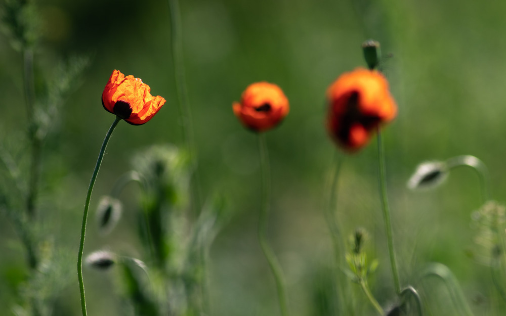 Фотографія Макро / Eugene Vik / photographers.ua