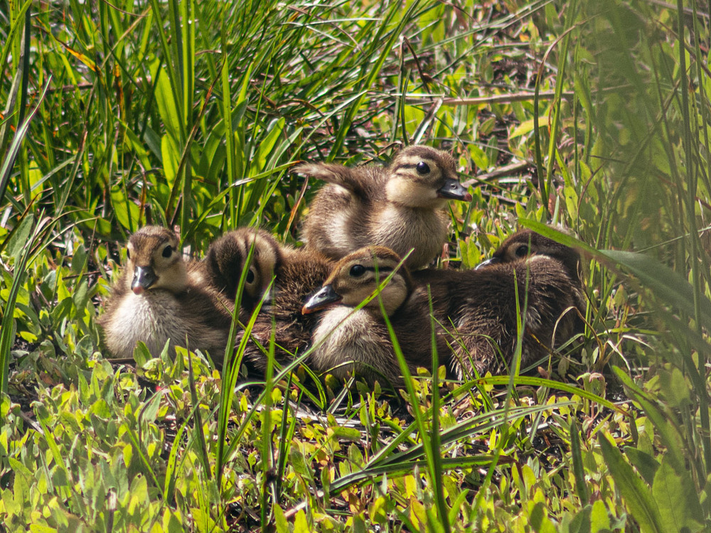 Фотографія Животные / Eugene Vik / photographers.ua