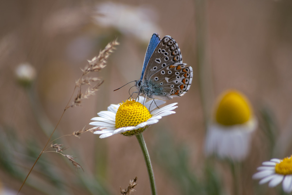 Фотографія Макро / Eugene Vik / photographers.ua