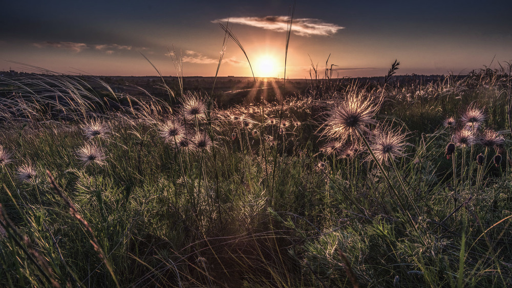 Фотография Волохаті примари у промінях сонця / Eugene Vik / photographers.ua