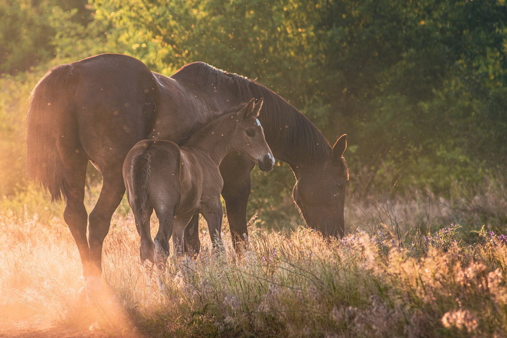 Фотографія Пейзаж / Eugene Vik / photographers.ua