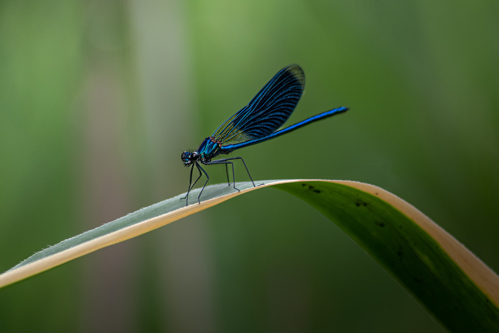 Фотографія Макро / Eugene Vik / photographers.ua
