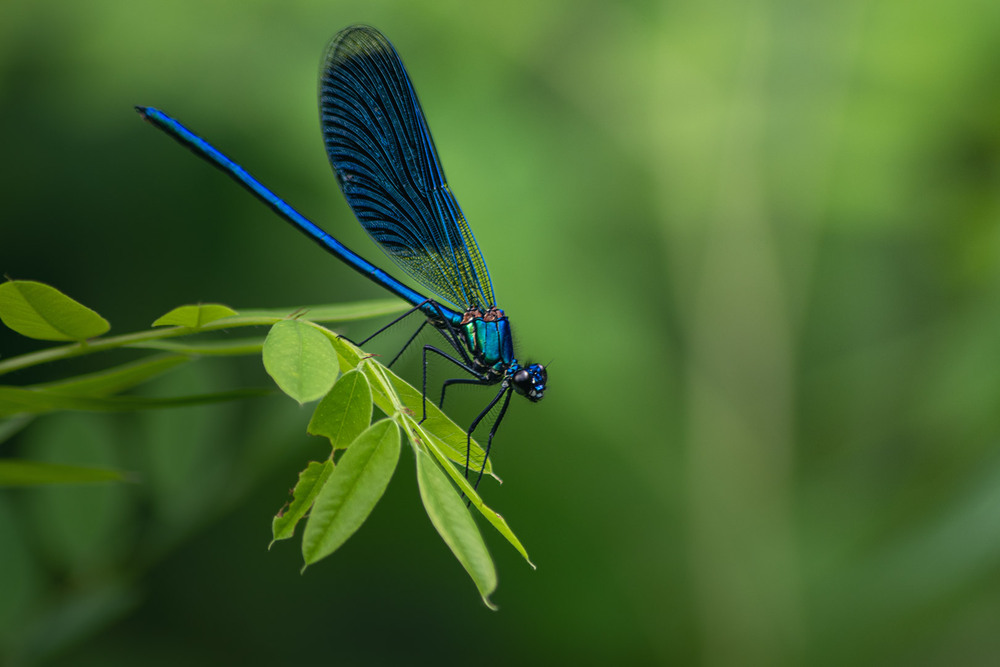 Фотографія Макро / Eugene Vik / photographers.ua