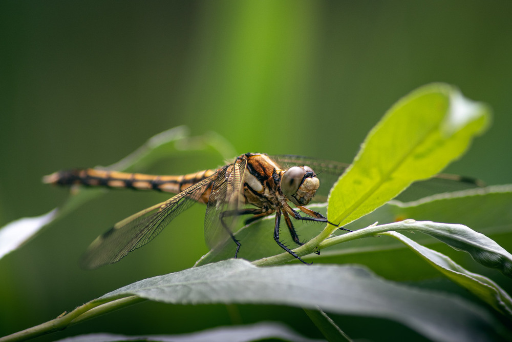 Фотографія Макро / Eugene Vik / photographers.ua