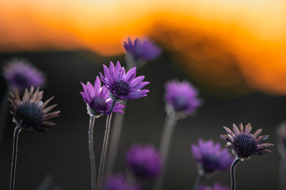 Фотографія Натюрморт / Eugene Vik / photographers.ua