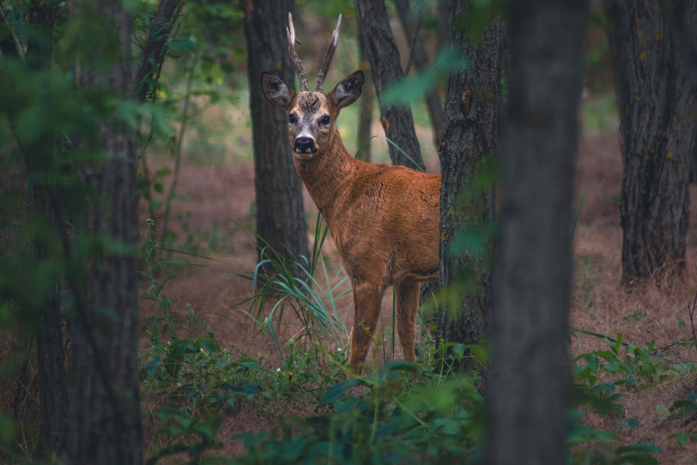 Фотографія Животные / Eugene Vik / photographers.ua