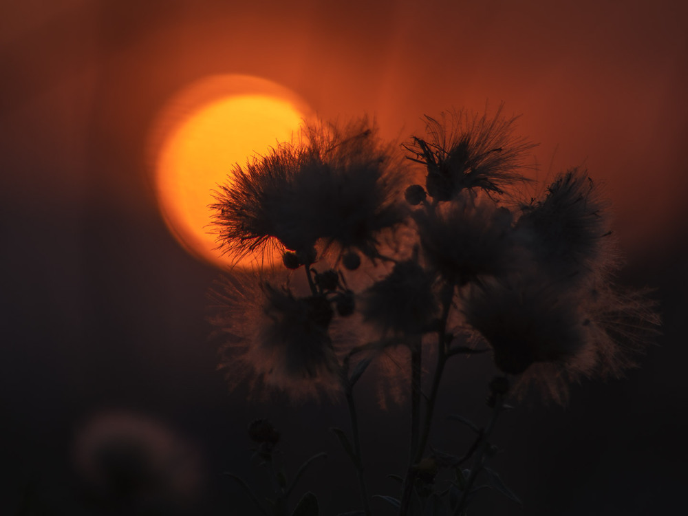 Фотографія Натюрморт / Eugene Vik / photographers.ua