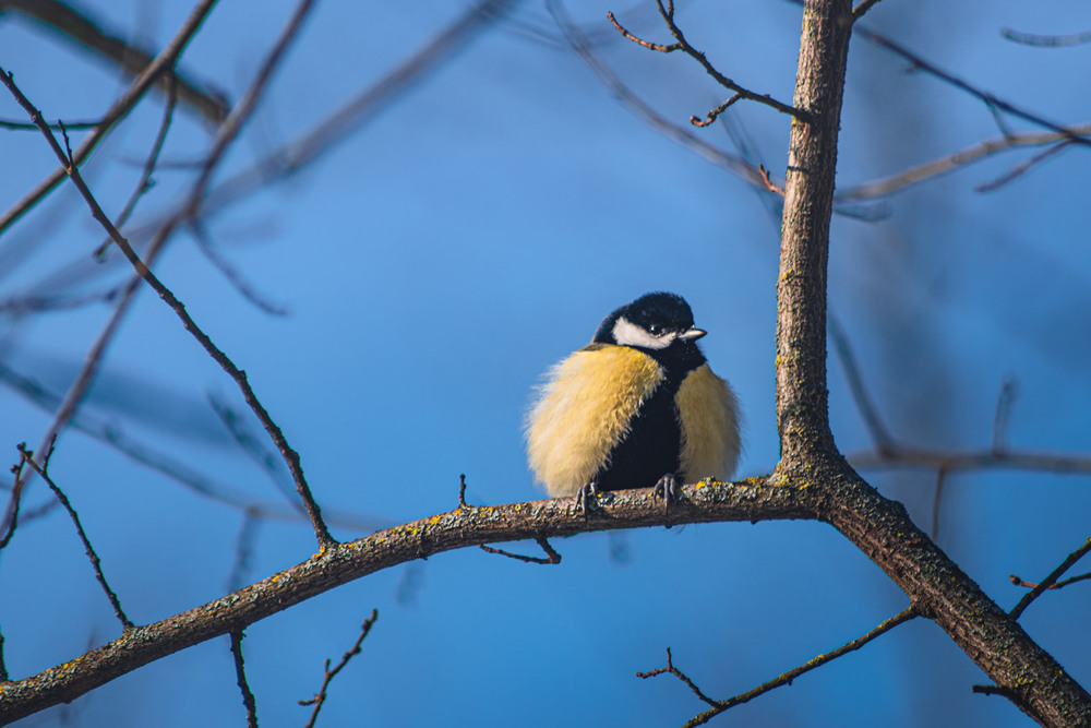 Фотографія Животные / Eugene Vik / photographers.ua