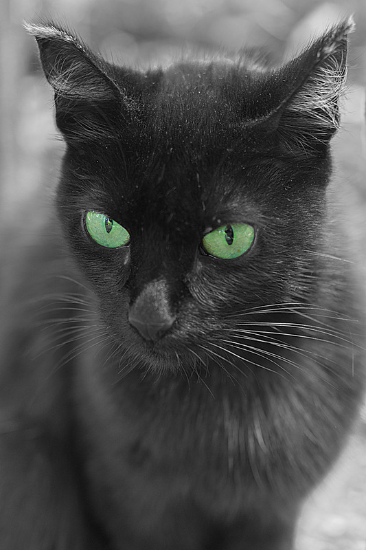 Фотографія котик с зелеными глазами / Eugene Vik / photographers.ua