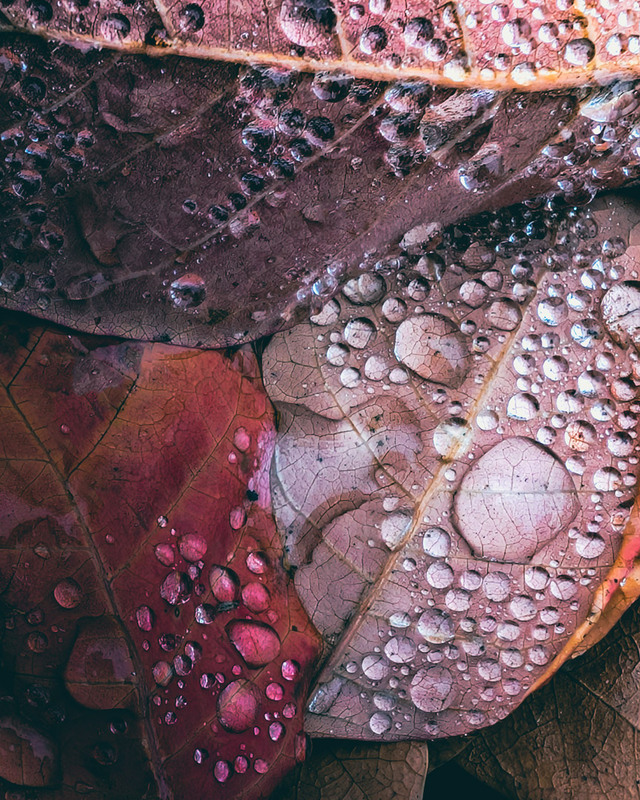 Фотографія Макро / Eugene Vik / photographers.ua