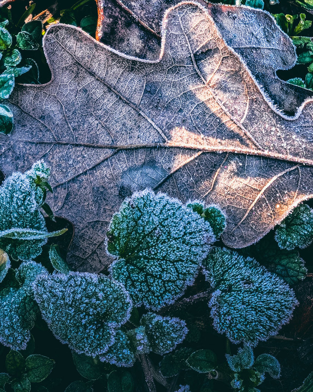 Фотографія Натюрморт / Eugene Vik / photographers.ua