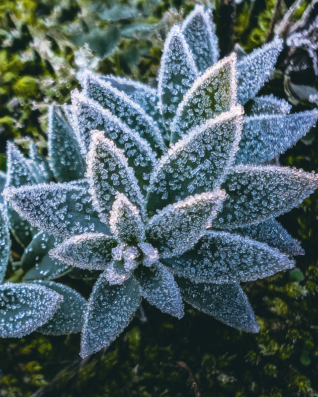 Фотографія Натюрморт / Eugene Vik / photographers.ua