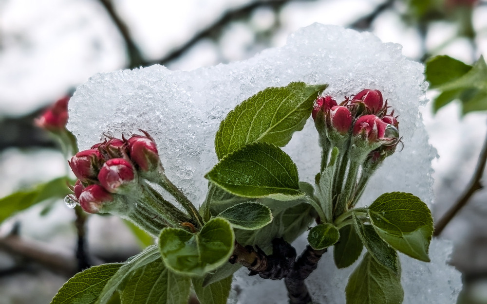 Фотографія Макро / Eugene Vik / photographers.ua