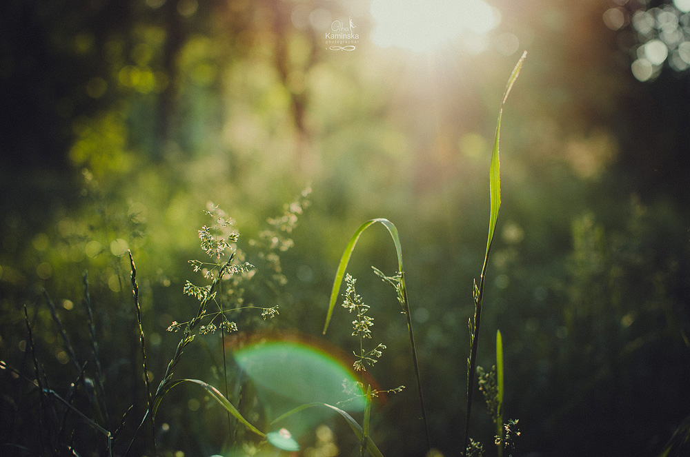 Фотографія Разное / Olha Kaminska / photographers.ua