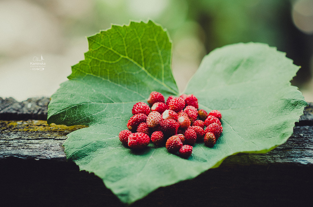 Фотографія Разное / Olha Kaminska / photographers.ua