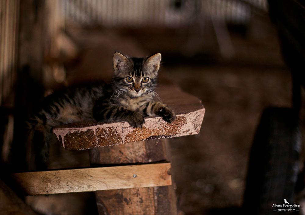 Фотографія Cute kitten / Алена Перепелица / photographers.ua