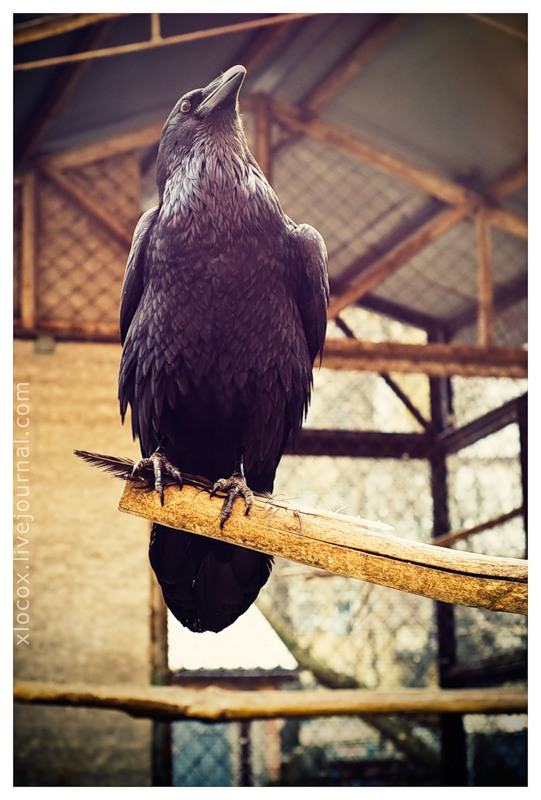 Фотографія the crow / Александр Тарабанов / photographers.ua