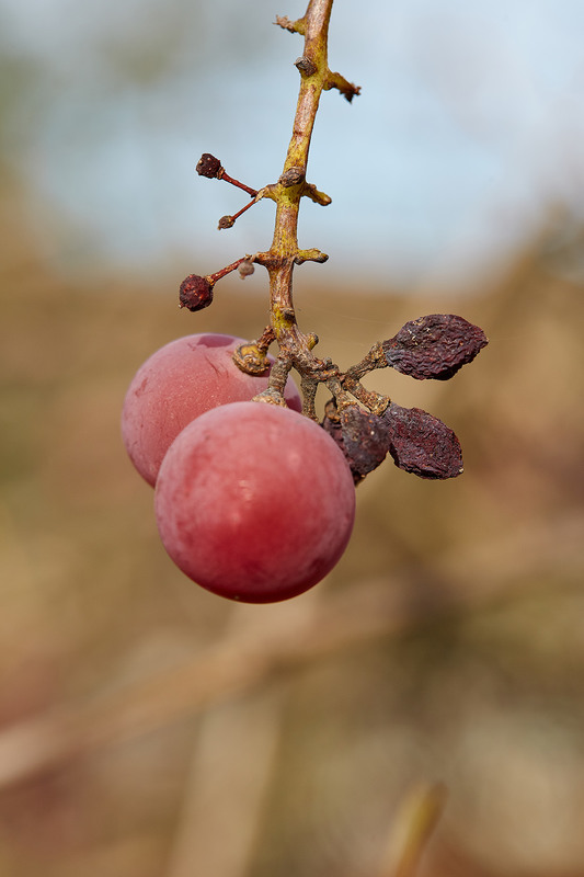 Фотографія Ягоди винограду / Volodymyr Bilovus / photographers.ua
