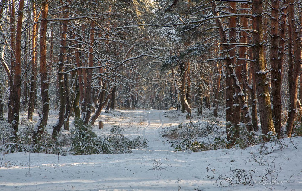 Фотографія Зимова прогулянка... / Ігор Кирильчук / photographers.ua