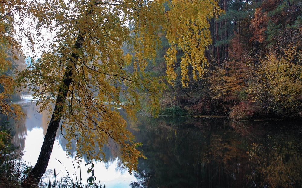 Фотографія Шепче осінь. Шепче осінь... / Volodymyr Shapoval VISt / photographers.ua
