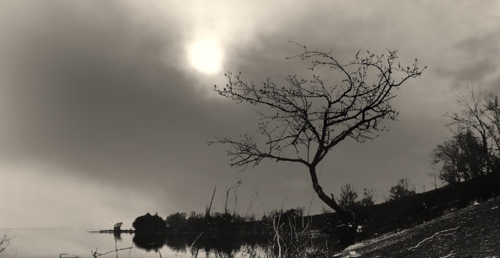 Фотографія 桜 / Volodymyr Shapoval VISt / photographers.ua