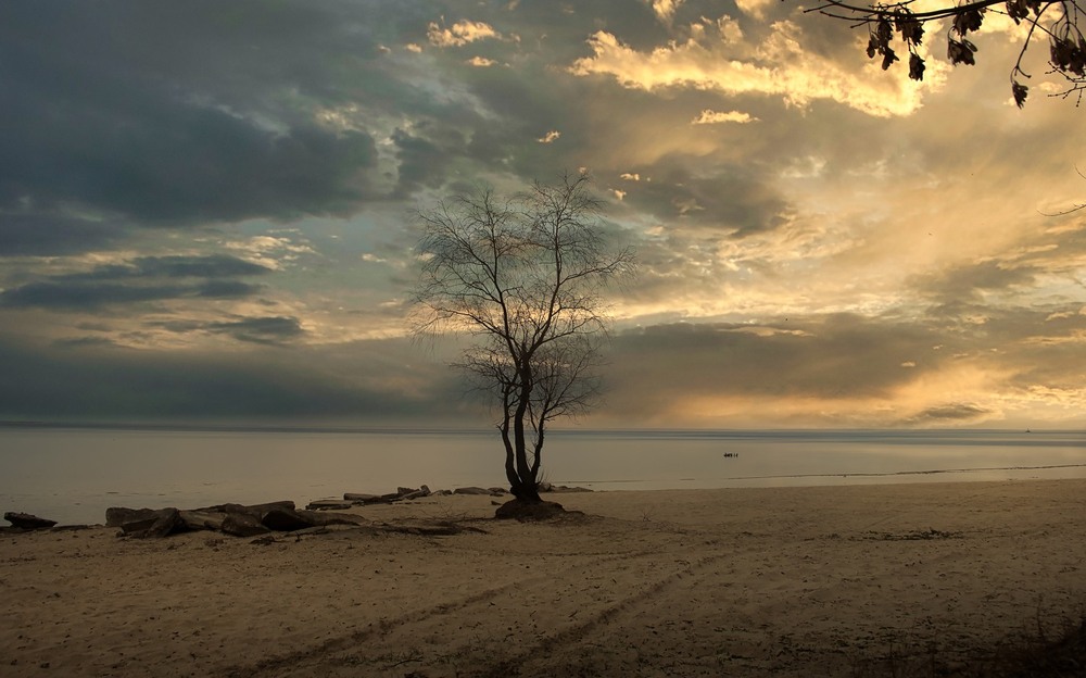 Фотографія В цім дереві сопілка,спить. / Volodymyr Shapoval VISt / photographers.ua