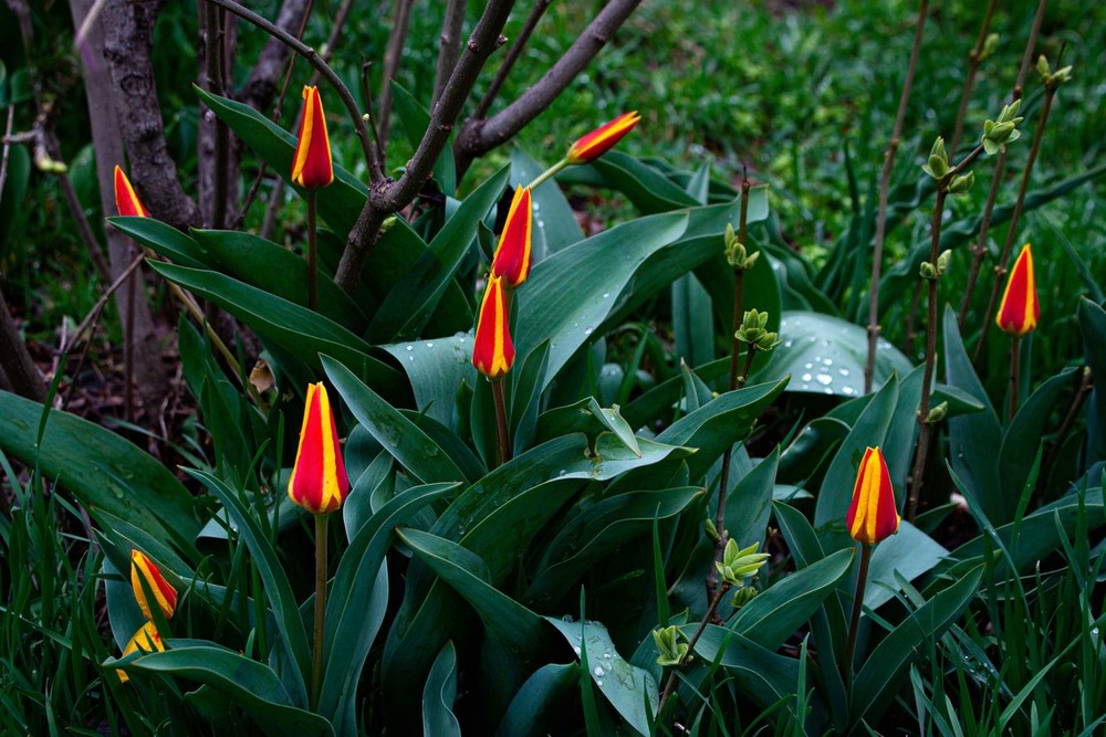Фотографія Вогнені тюльпани цвітуть навесні. / Volodymyr Shapoval VISt / photographers.ua