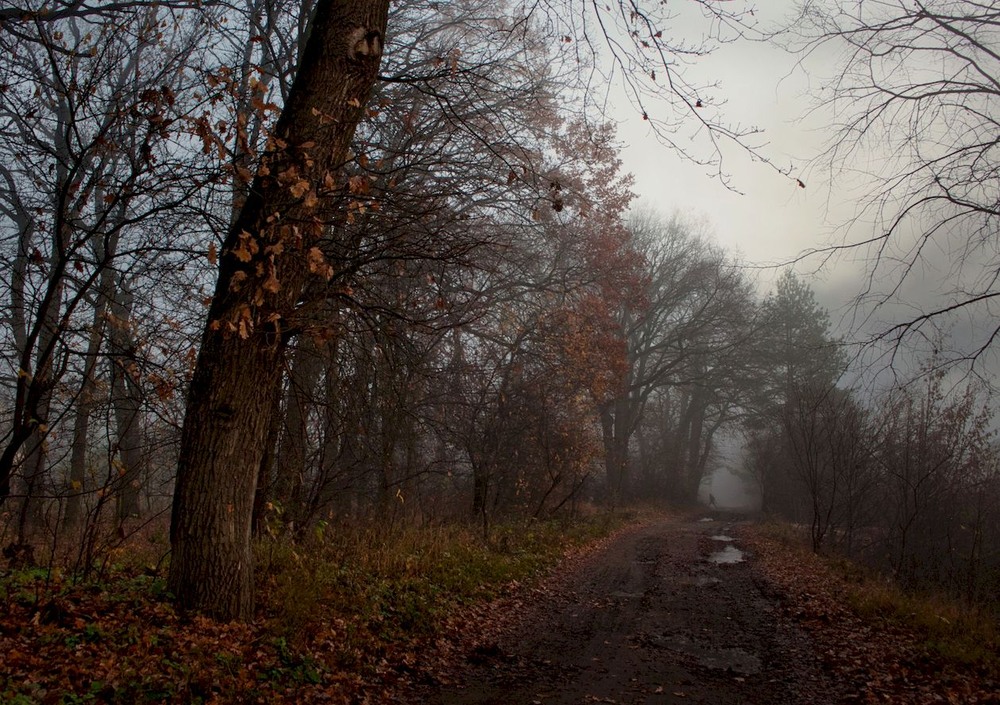 Фотографія Задумливе небо дощами писало промови. / Volodymyr Shapoval VISt / photographers.ua