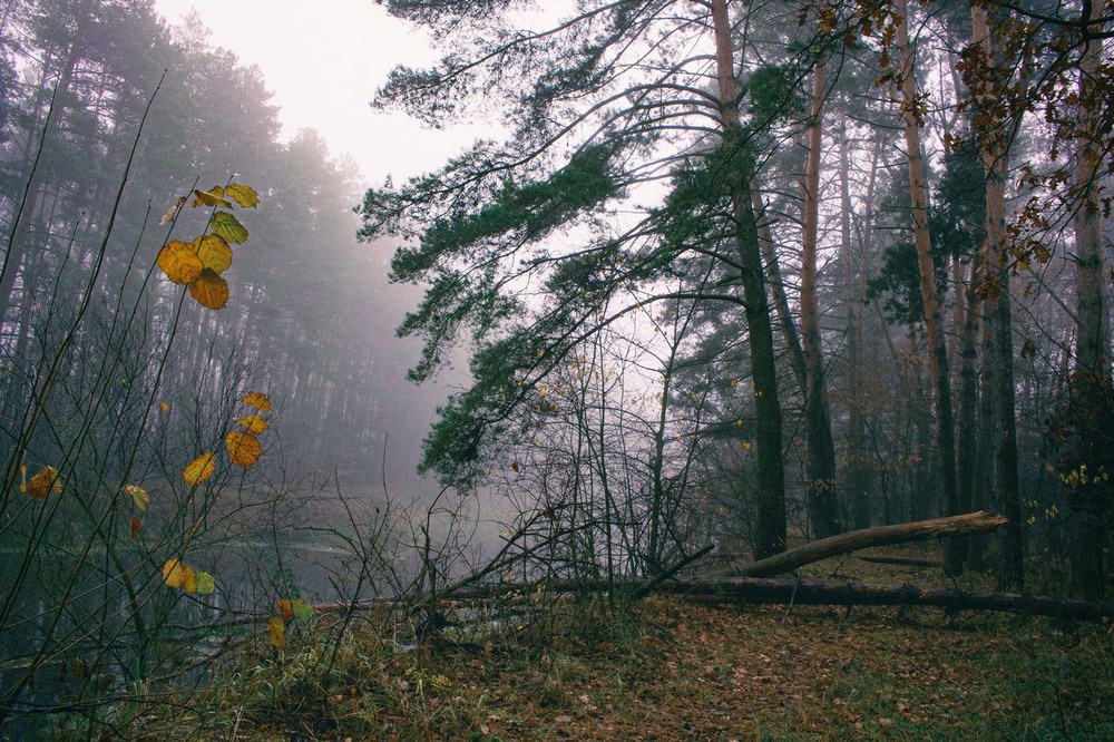 Фотографія Осінь кольору листя / Volodymyr Shapoval VISt / photographers.ua