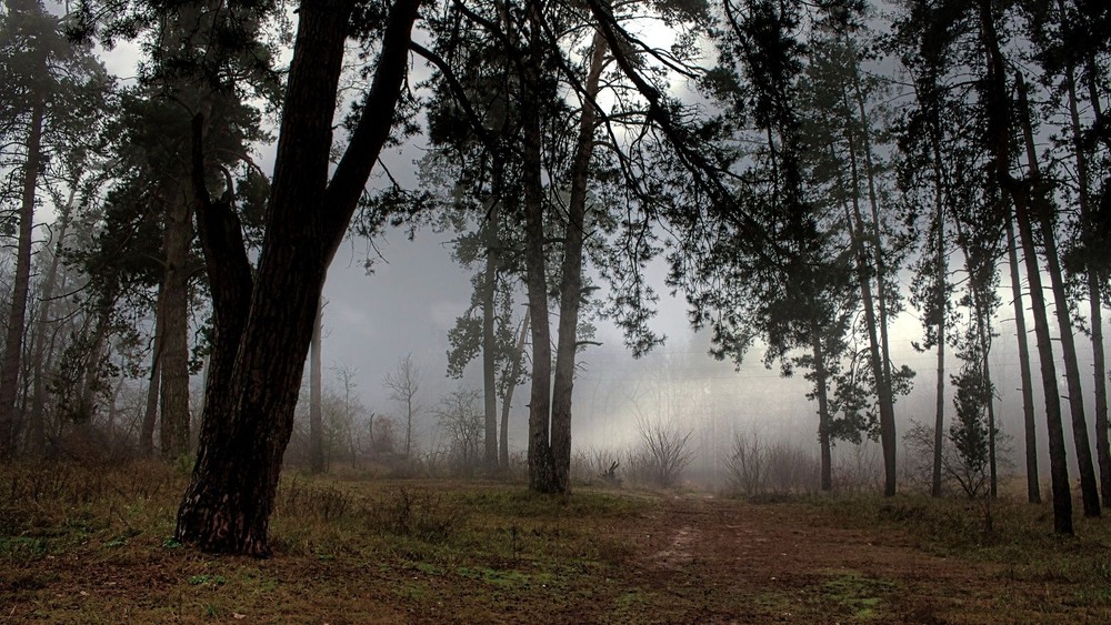Фотографія Зимовий  ліс.Дорога кличе. / Volodymyr Shapoval VISt / photographers.ua