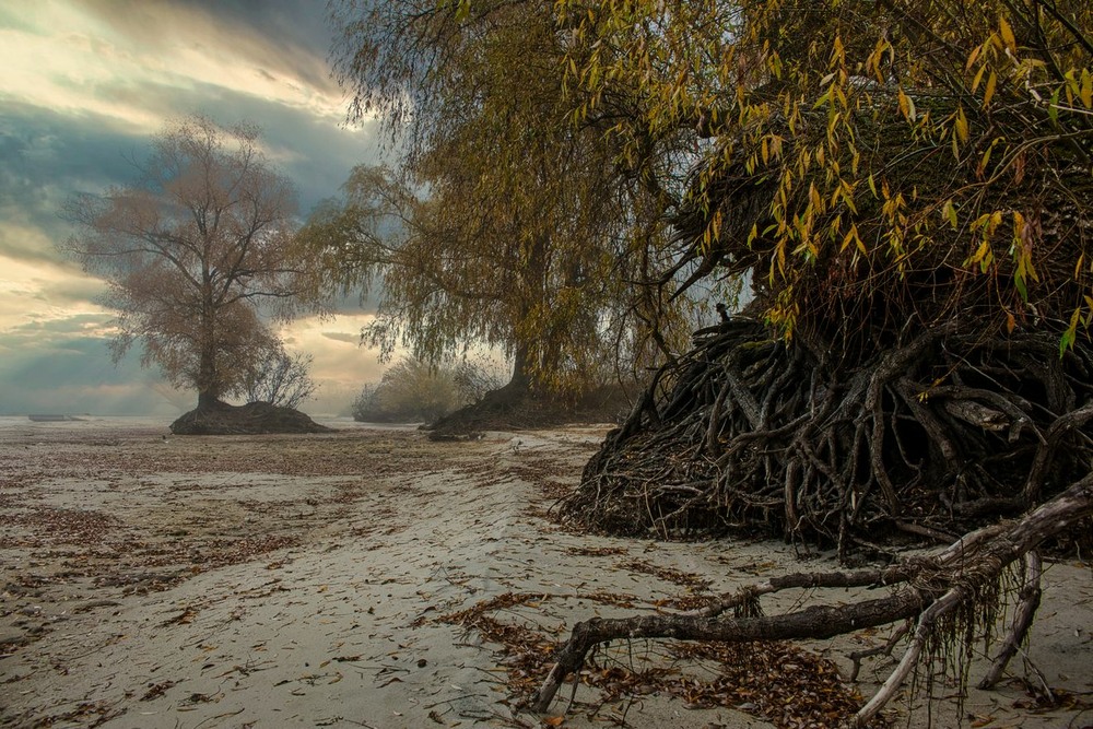 Фотографія Пожовкле листя з дерева летить, / Volodymyr Shapoval VISt / photographers.ua