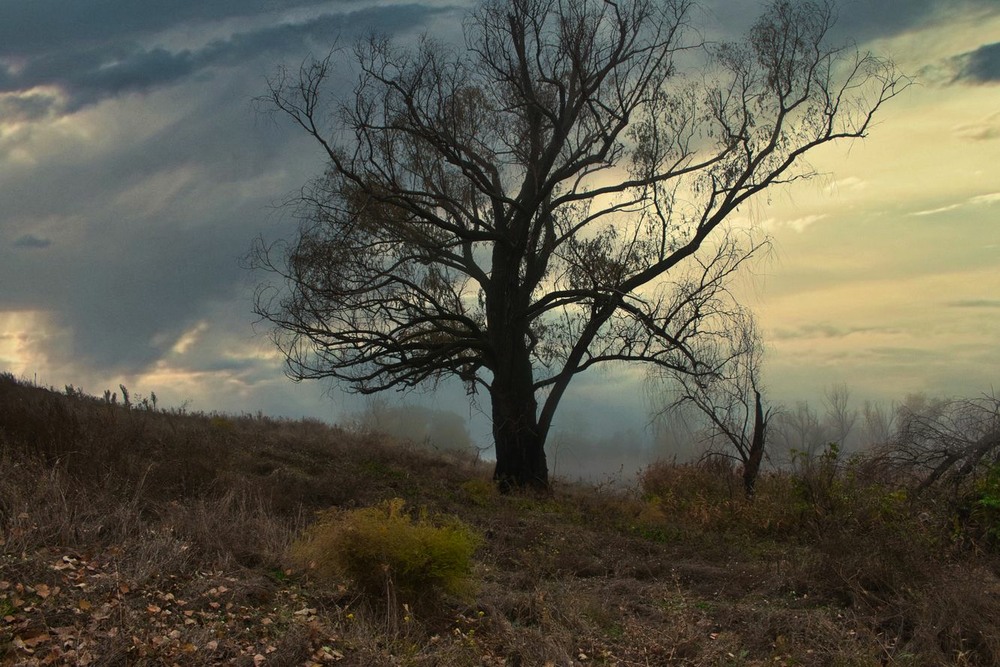 Фотографія Те  дерево,  що  розділяє  межі  … / Volodymyr Shapoval VISt / photographers.ua