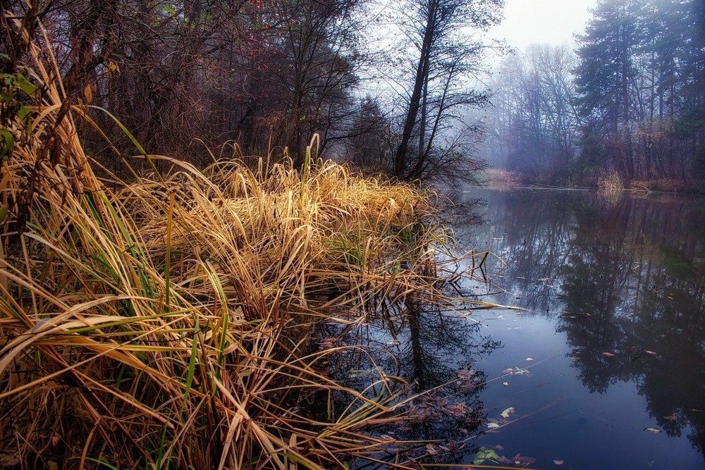 Фотографія Осінній плач, осінній спів… / Volodymyr Shapoval VISt / photographers.ua