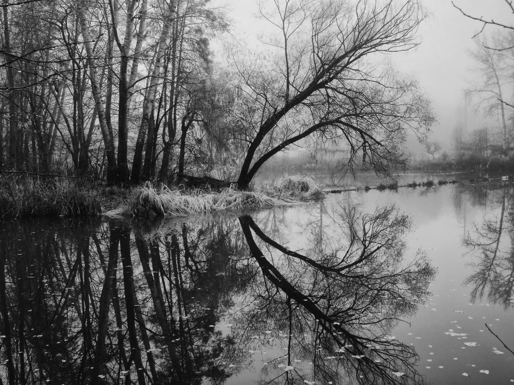 Фотографія Сивий, сивий туман над рікою / Volodymyr Shapoval VISt / photographers.ua