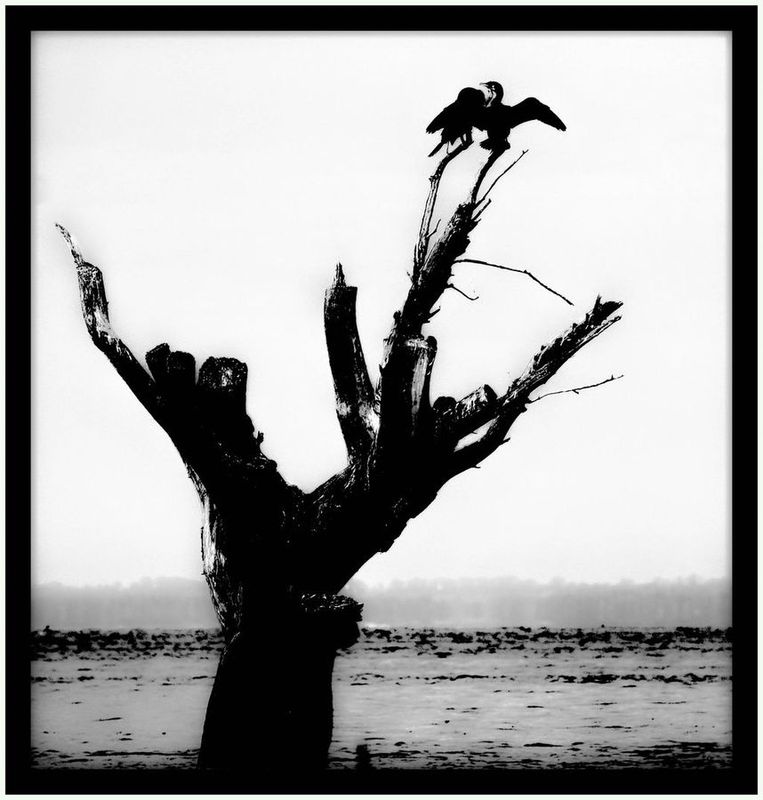 Фотографія Сухое дерево стоит / Volodymyr Shapoval VISt / photographers.ua