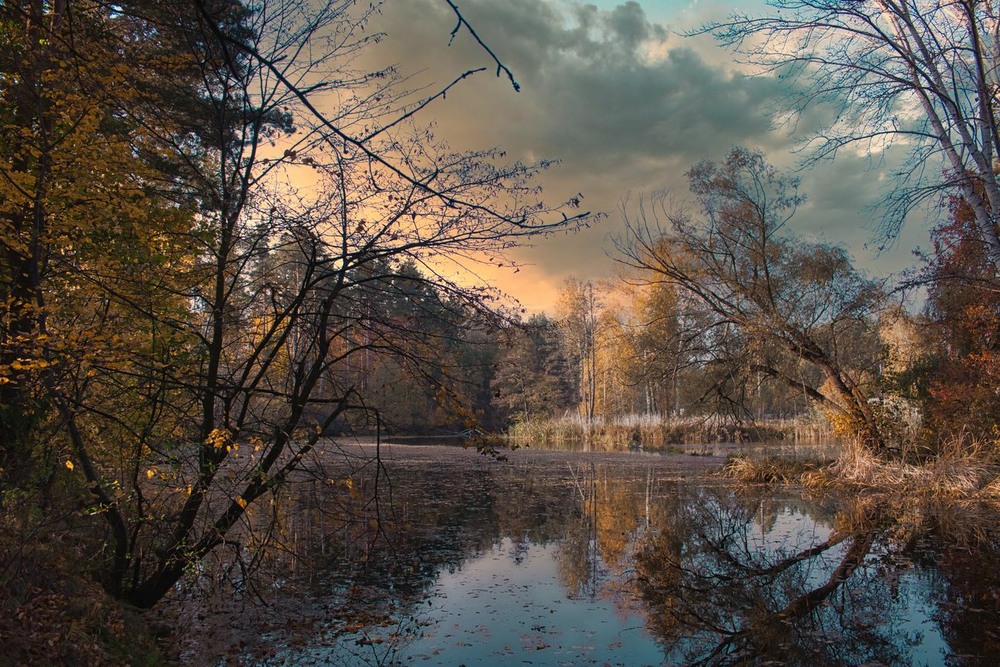Фотографія В осіннім лісі. / Volodymyr Shapoval VISt / photographers.ua