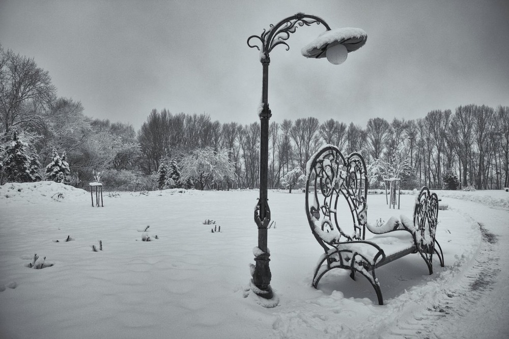 Фотографія Холодное благородство / Volodymyr Shapoval VISt / photographers.ua