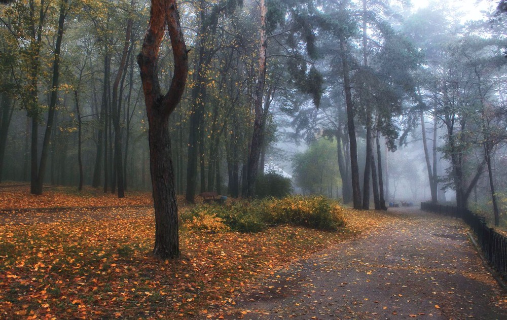 Фотографія І буде осінь, буде знову листя. / Volodymyr Shapoval VISt / photographers.ua