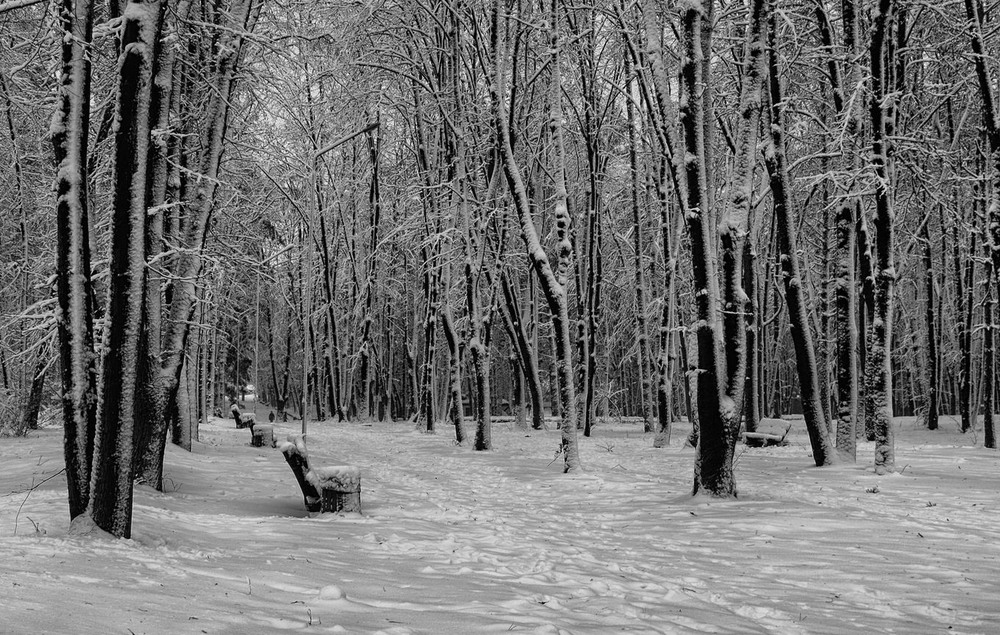 Фотографія Деревья в зимнем серебре. / Volodymyr Shapoval VISt / photographers.ua