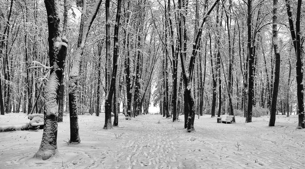 Фотографія И кажется снег вышел на прогулку / Volodymyr Shapoval VISt / photographers.ua
