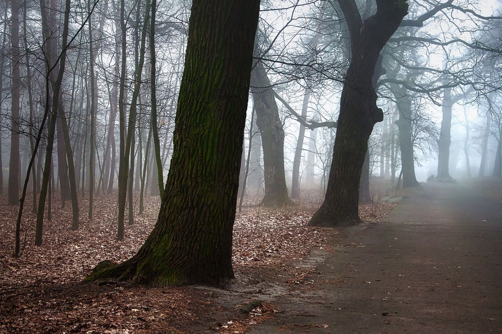 Фотографія Акварелі ранку / Volodymyr Shapoval VISt / photographers.ua