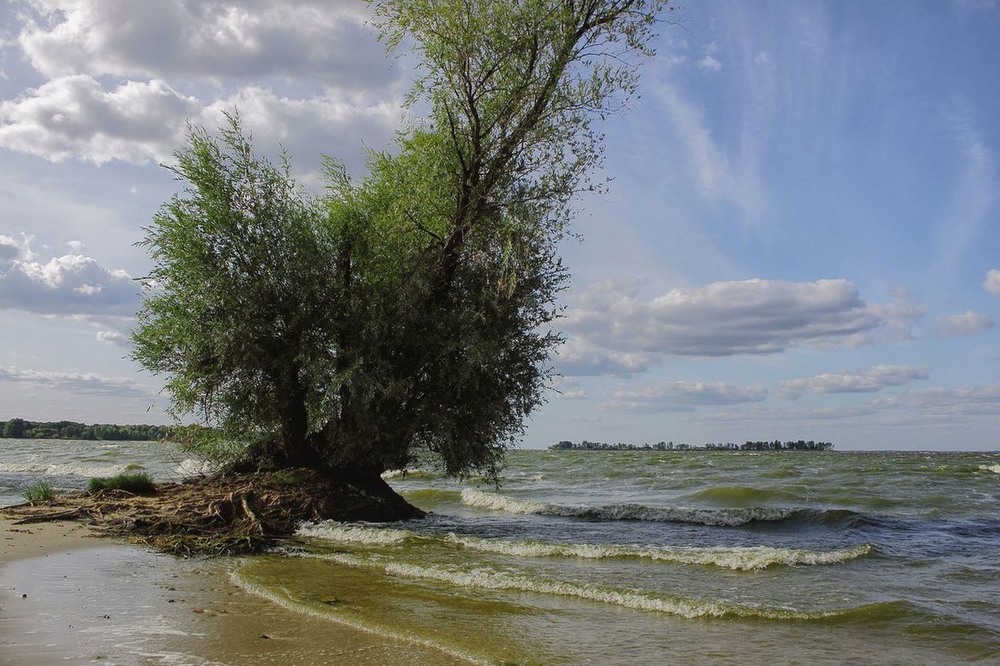 Фотографія Над річкою верби шумлять . / Volodymyr Shapoval VISt / photographers.ua