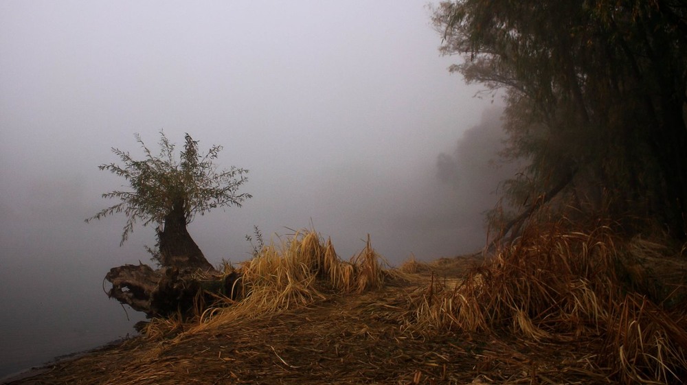 Фотографія Осінній ранок виплива з туману… / Volodymyr Shapoval VISt / photographers.ua